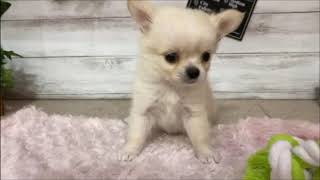 ハーフ犬の動画01