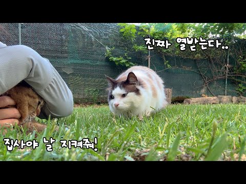 밉상인데 지켜주고 싶은 막둥이