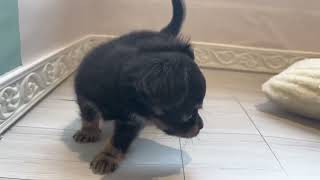 ハーフ犬の動画01