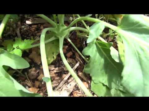 , title : '⟹ KOHLRABI | Brassica oleracea | older footage of some kohlrabi i had growing'