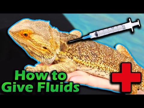 How to give Fluids and Injections to Lizards