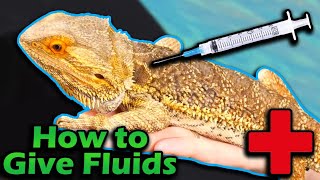 How to give Fluids and Injections to Lizards by Snake Discovery