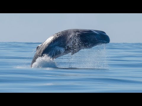 BREACHING Sperm whale + common dolphins | Azores Futurismo
