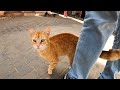 The Hungry Orange Cat Is So Cute