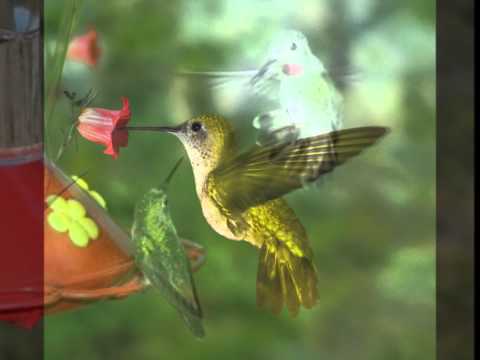 Hummingbird video thumbnail