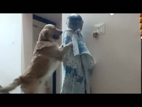 mummy ban gai robot ||funny dog video