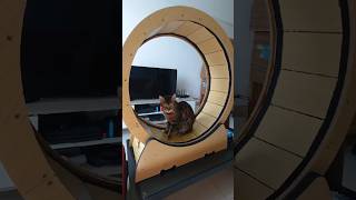 新しい猫用ランニングマシーンを手に入れた猫【ベンガル猫】