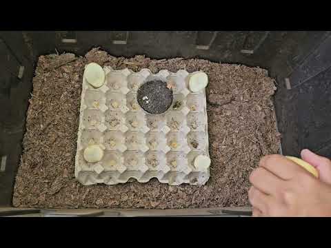 Cricket Care Update: Growth, Feeding & Environment