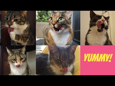 Cats licking their lips after a meal