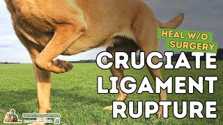 Cruciate Ligament Rupture in Dogs: Healing Without Surgery