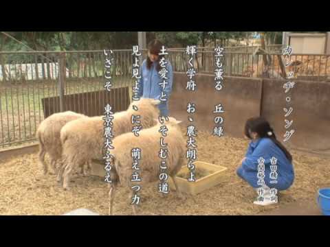 キャンパスソング
