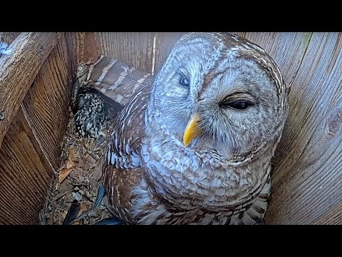 Barred Owl Feeds Owlets Some Blue Jay Before Taking A Break – April 16, 2025
