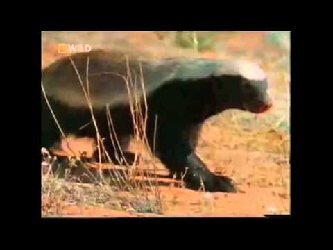 The Crazzzy Honey Badger - Hilarious!