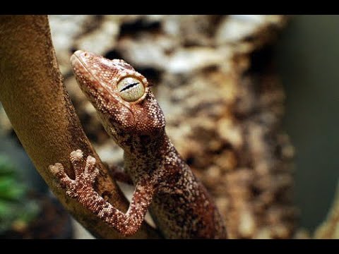 Top 5 spezielle Reptilien für Einsteiger