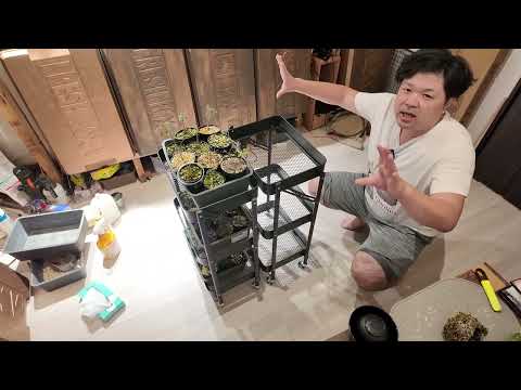 ラグーミニの木 (Prunus Tomentosa) を植える時期と、この崇高な果樹の世話をする方法は何ですか?  庭園