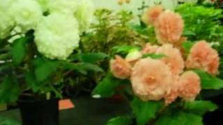 preview picture of video 'Dunvant Horticultural Society's 50th Annual Gardening Show'