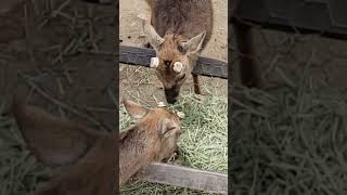 Thumbnail for Seoul Forest Deer Park — Urban Nature Escape