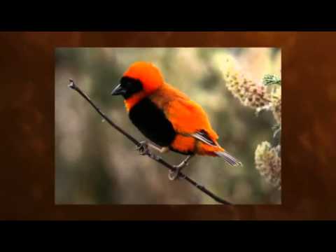 Afterlife/Cathy Battistessa - Shine (Chris Coco Mix)   *k~kat chill café* SmoothLoft