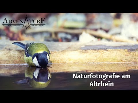 Naturfotografie am Altrhein