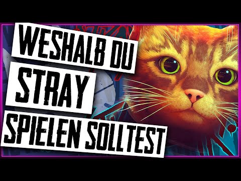 STRAY ist ein HIGHLIGHT | Stray Review | Stray Review Deutsch | Stray Review German