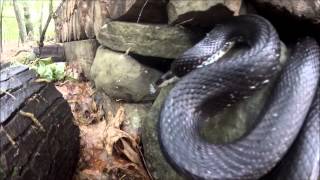 preview picture of video 'Black Rat Snake (Kerhonkson, Minnewaska State Park)'
