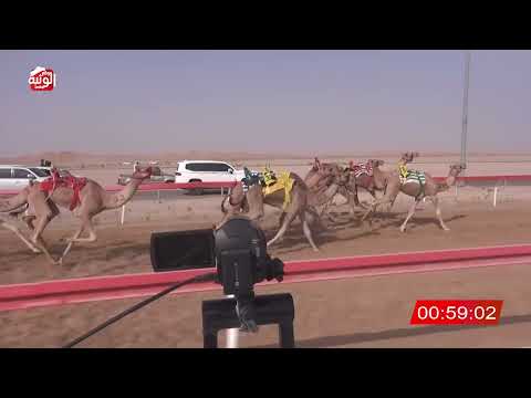 ش 17 (شاهين) لـ محمد العثه بن خزع العامري 2:13:72 ، شارة الصندوق 2026/08/08 فطامين الوقن