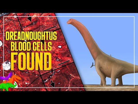 Soft-Tissues and Collagen Preserved In Dreadnoughtus – Large Dinosaur From Argentina