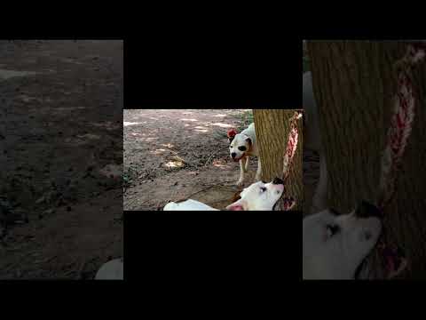 The Real American Bulldogs #031 #rdk