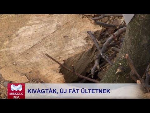 Videó előnézet