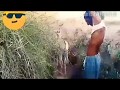 Super Murrah Donkey Meeting Video