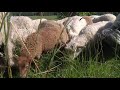 Tropenrooster voor schapen in de Biesbosch