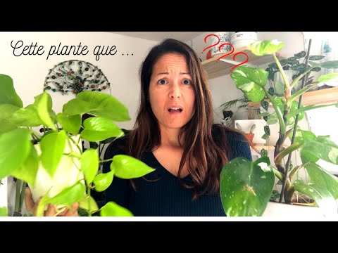 , title : 'Bla bla Plantes #8 - Cette plante que ...'
