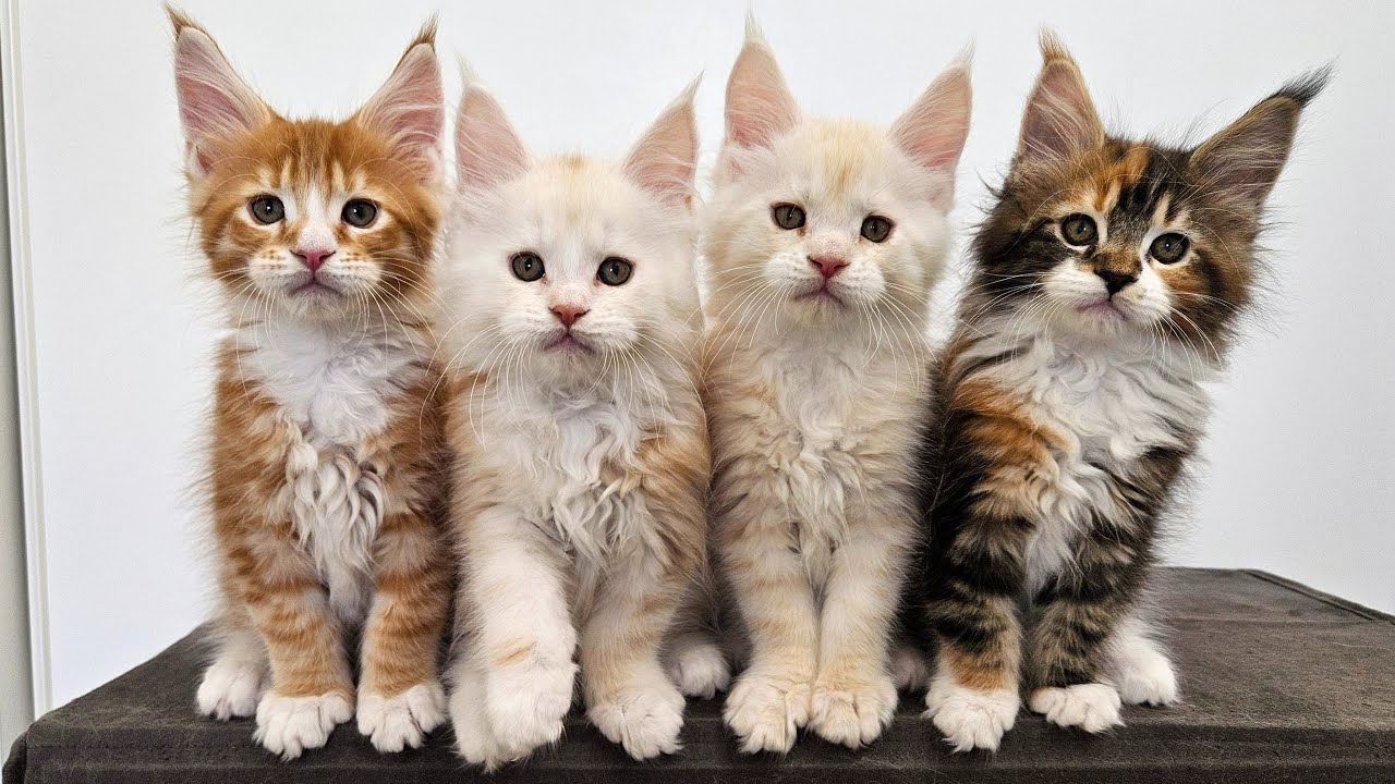 100 Days of Maine Coon Kittens Growing Up!