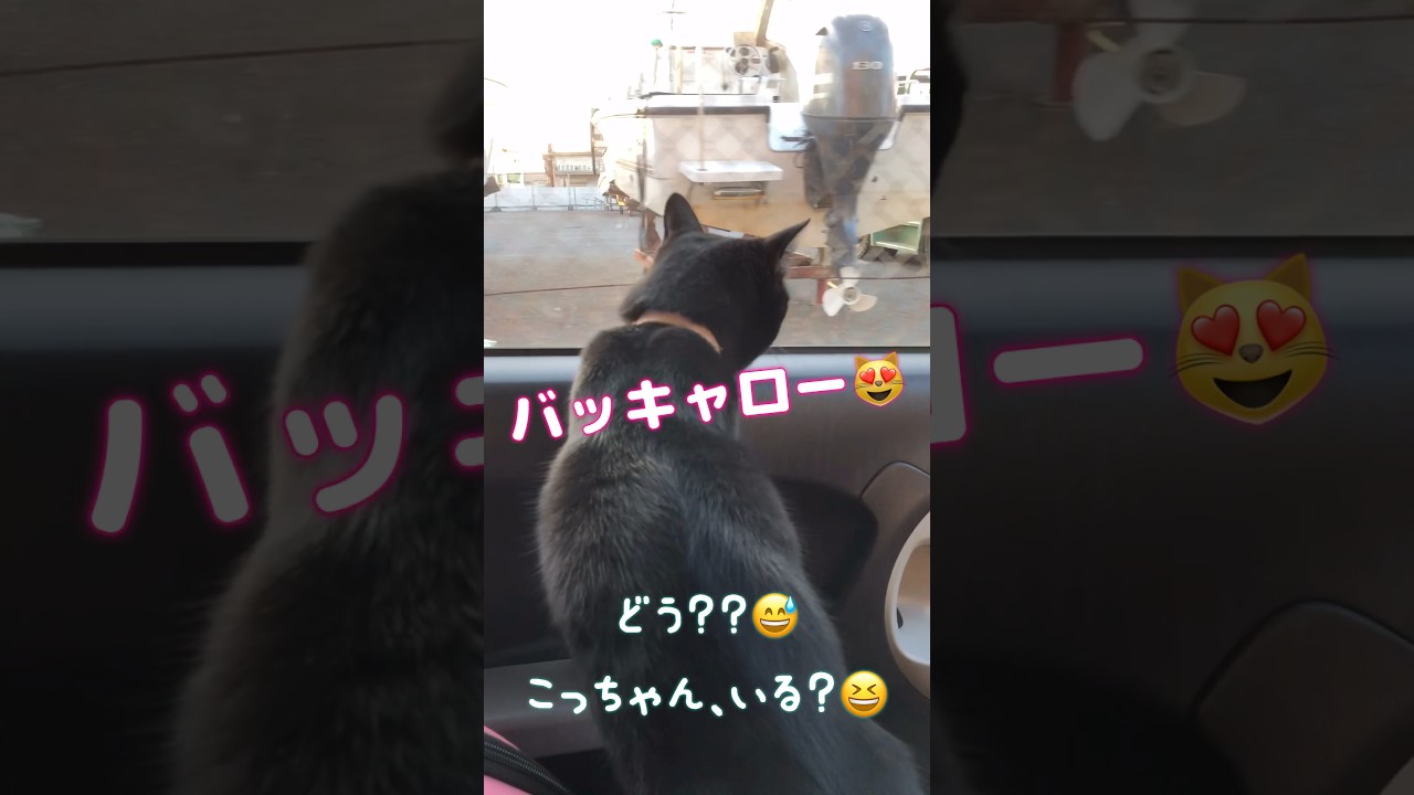 まるでに人の子供⁉️野良猫に会えず毒舌になる #しゃべる猫