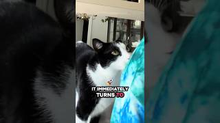 DID YOUKNOW YOUR#cat#catvideos #catshorts #catfunny#cats##catmemes #kitten#kitty#kids#catlife