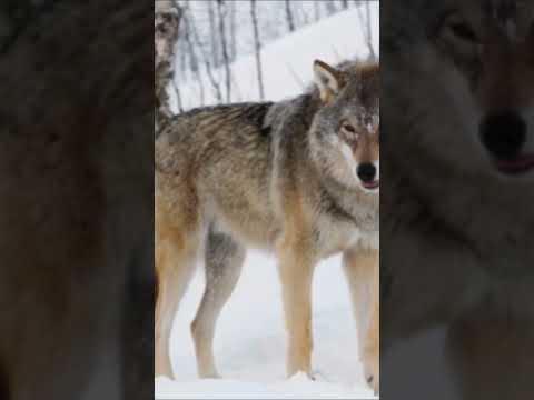 Why Do I Like The Wolf #shorts #izhan