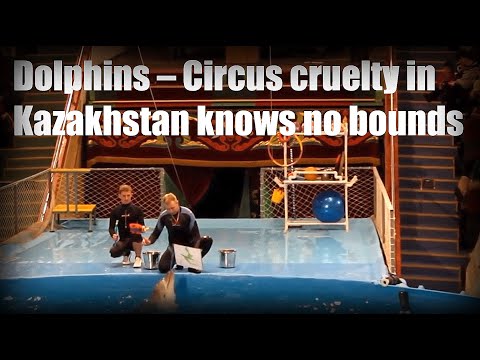 Kasachstan: Zirkus des Grauens – Delfine als lebendes Spielzeug für die Massen