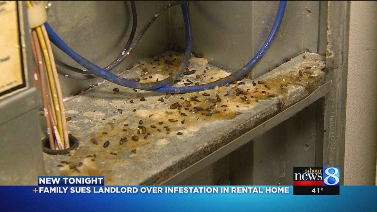 Who's responsible for rodents in rental property?