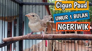 Download lagu Cigun Paud Ngeriwik Umur 1 Bulan, Durasi Udah Makin Panjang mp3