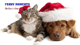 Dogs and Cats Love Christmas Compilation 2014-2015 [HD]