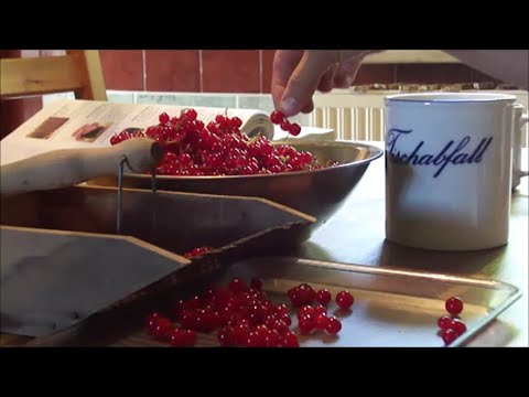 Ribisel fürs ganze Jahr