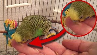 How to STOP Budgies from BITING