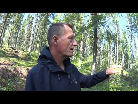 Metsolan Metsäkoulu 220 - Jatkuva kasvatus - periaatteita - osa 1