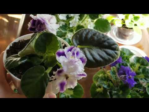 African Violets: Care Guide & New Plants!