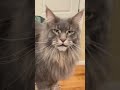 Talking Maine Coon And Ragdoll Cat Blue Tabby Catlovers