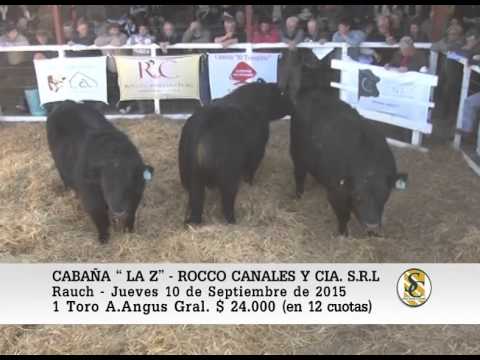 10-09-15 Venta de Toros - Cabaña La Z - Rauch.