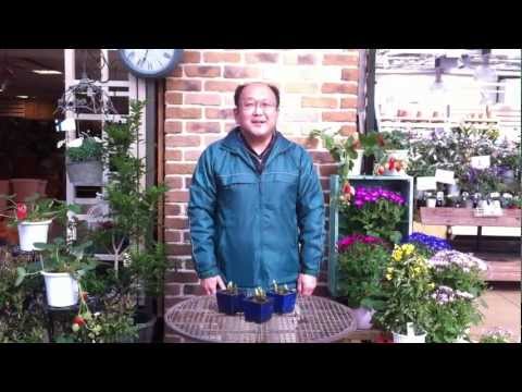 夏の福寿草の小花 植物