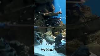 【鹿児島】いおワールド鹿児島水族館にいた伊勢海老が海の猛獣に見えました#shorts