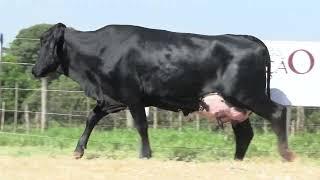 Vídeo 6 - 42º LEILÃO DA TRADIÇÃO | GADO GIROLANDO E HOLANDÊS HVB