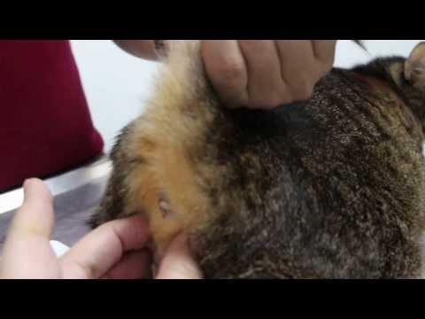 A cat loses hair in his lower flanks, belly, tail and in between his shoulders - Part 1